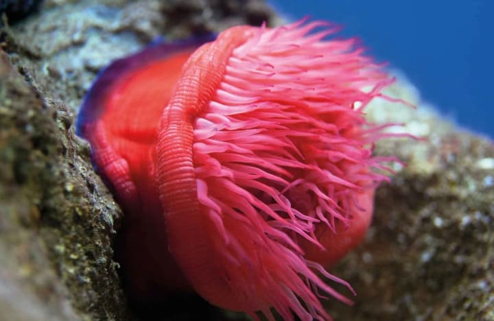 Открытие в глубинах Японии: новый вид актинии стирает границы между животными и архитектурой