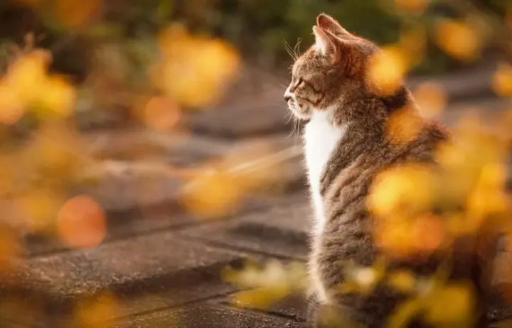 Без дождей, но с туманами: погода на 7 ноября 2025 года