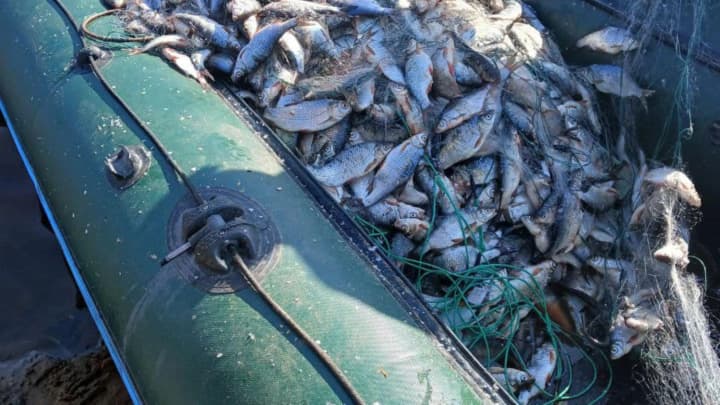 Более 2,3 млн грн убытков: в суд направлено дело в отношении экс-директора госинститута, разрешившего выловить 258 тонн рыбы "для исследований"