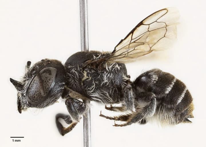 В Австралии обнаружили новый вид пчел с крошечными "рожками": назвали "Люцифер"