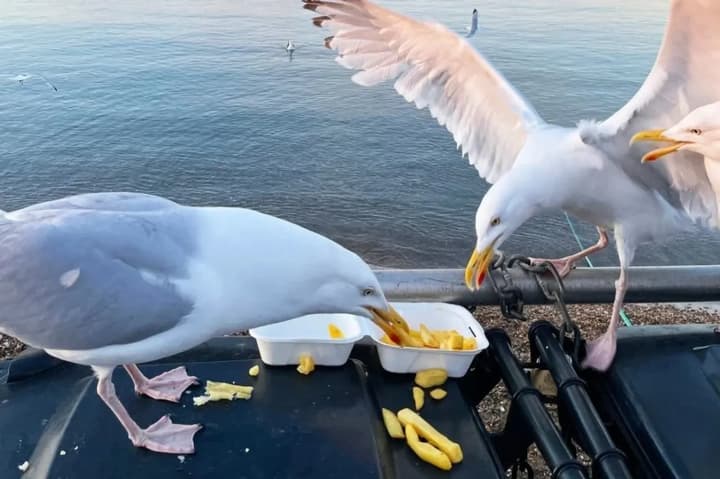 Крик эффективнее отпугивает чаек от еды, чем спокойный разговор – исследование