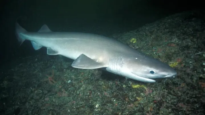 Пятиметровая акула-бык впервые зафиксирована у Майорки - Bild