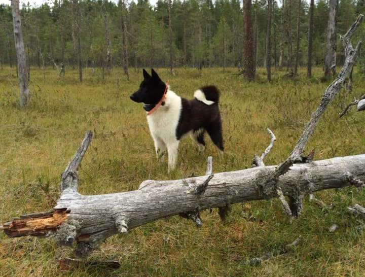 Різноманіття собак з'явилося за тисячі років до сучасної селекції - дослідження 