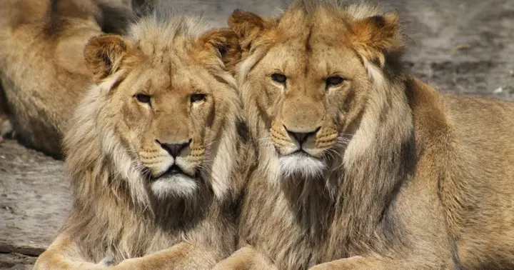 Two lions escaped from a rehabilitation center in Khmelnytskyi