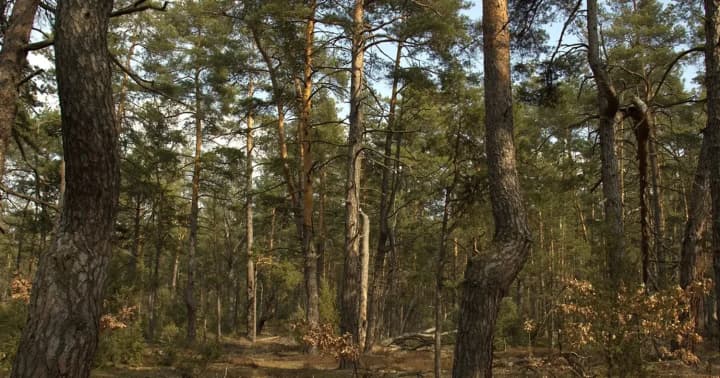 Scheme for illegal alienation of 6 hectares of forest near Bukovel exposed: three suspects received notices of suspicion