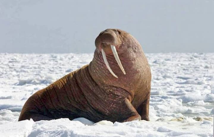 Всемирный день эволюции, День моржа, Международный день вина «Карменер»: что отмечают 24 ноября