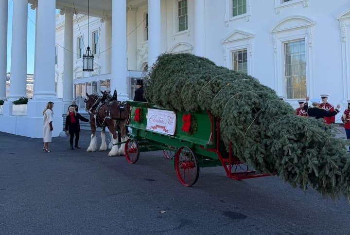 В Белый дом прибыла рождественская елка. Ее встретила Мелания Трамп