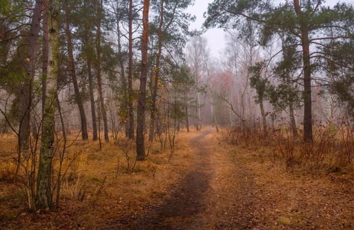 Теплий фінал осені: синоптик розповів, якою буде погода в останній тиждень листопада