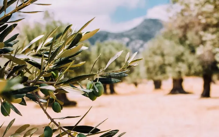 Всемирный день оливкового дерева, Международный день сапожника: что отмечается 26 ноября