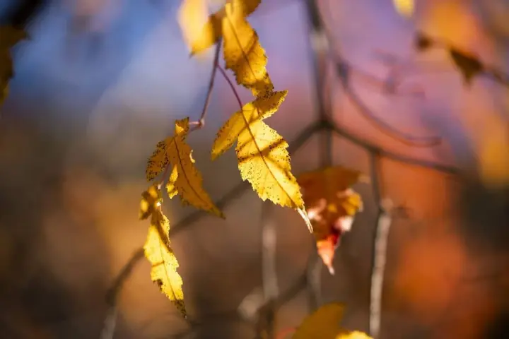27 ноября в Украине прогнозируют резкий контраст температур: какую погоду ожидать