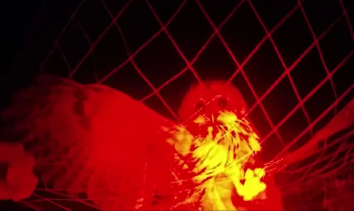 Полицейские спасли сову, запутавшуюся в антидроновой сетке на Купянском направлении