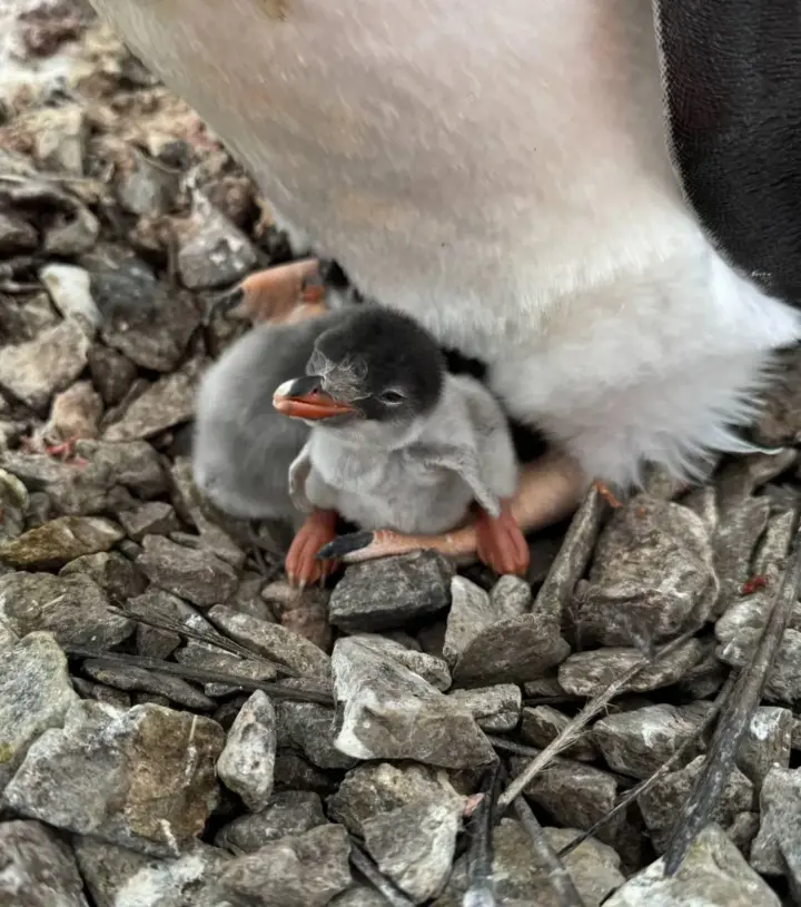 Первый пингвиненок родился на станции "Академик Вернадский" раньше обычного