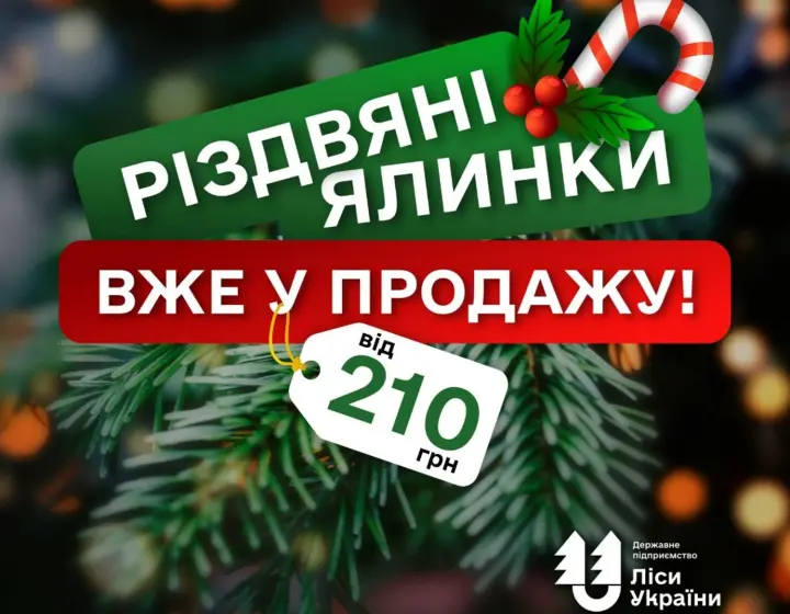 ДП "Ліси України" оголосило про старт продажу легальних ялинок: Ціни лишилися соціальними