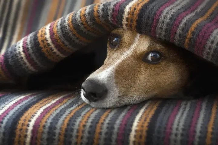 Украину накрыл антициклон: прогноз погоды на 4 декабря