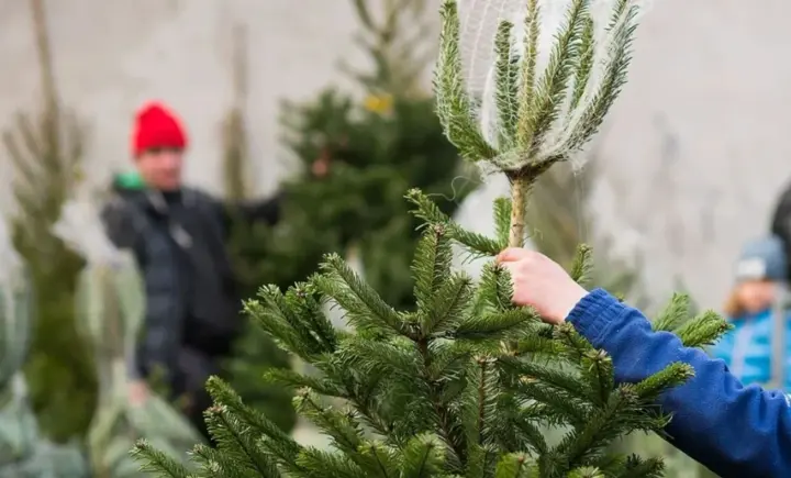Live, artificial or potted: experts explained which Christmas tree is the most environmentally friendly