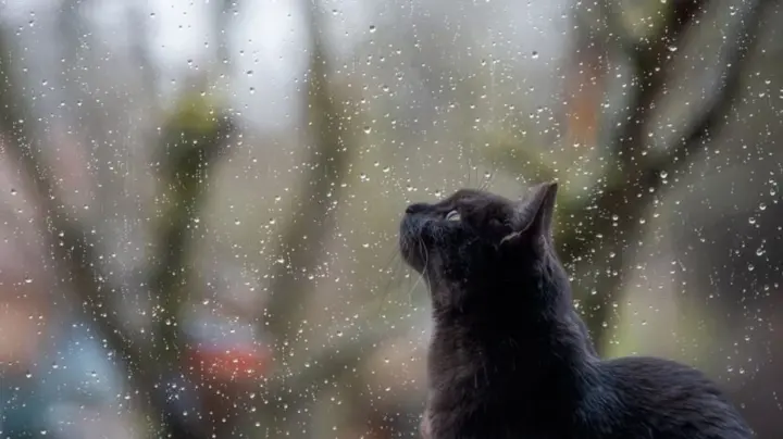 Ukraine to be covered by cloudy weather with rains: detailed forecast for December 7