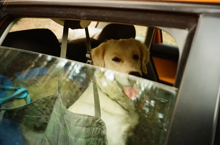 Переїзд з домашніми тваринами: що слід знати