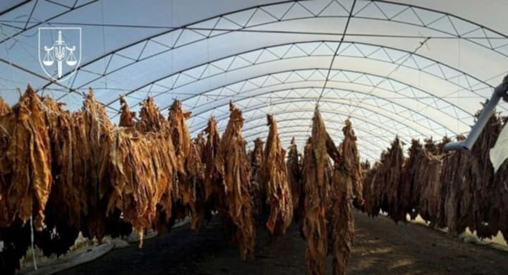 12-hectare plantations: illegal tobacco business busted in Ivano-Frankivsk region
