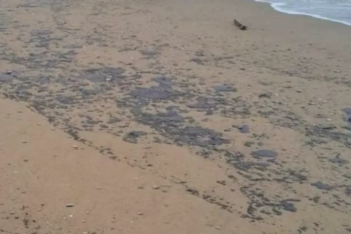 Oil-like slicks and dead birds found on the coast in Odesa