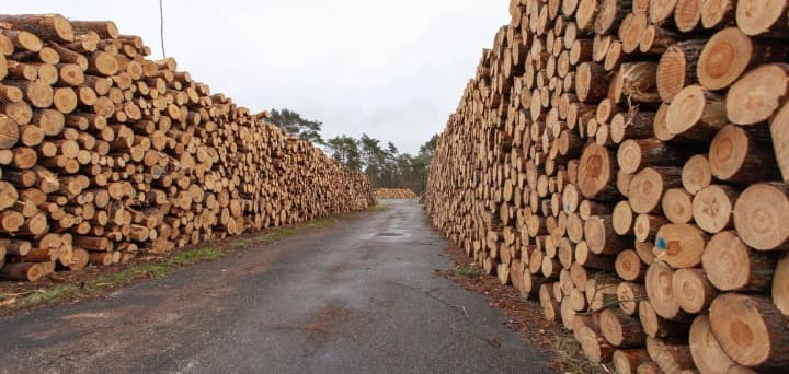 Уряд продовжив обмеження експорту лісу та металобрухту до кінця 2026 року 