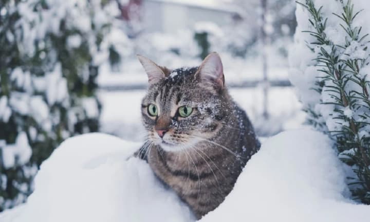 В Україні знову сніжитиме: якою буде погода 15 січня