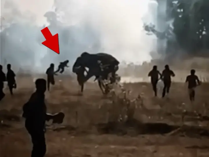 In India, an enraged elephant killed 22 people in ten days: the operation to capture it continues, authorities have lost control