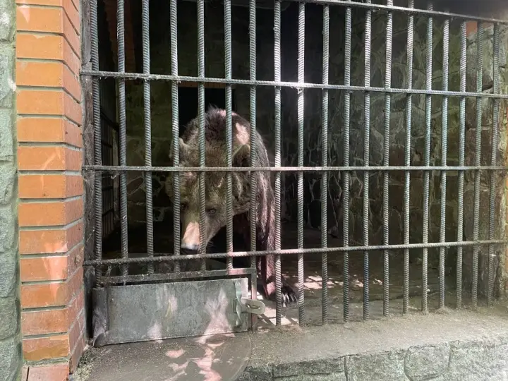 Cruelty to two bears in a landscape park near Kyiv is being investigated: what is known