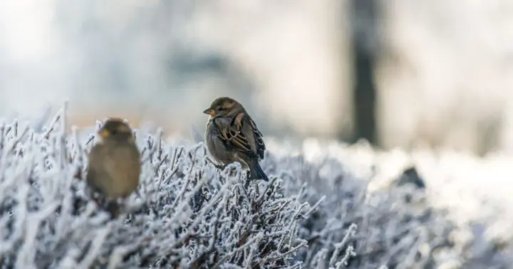 Нічні морози до -18° і відлига вдень: прогноз погоди в Україні на 11 лютого