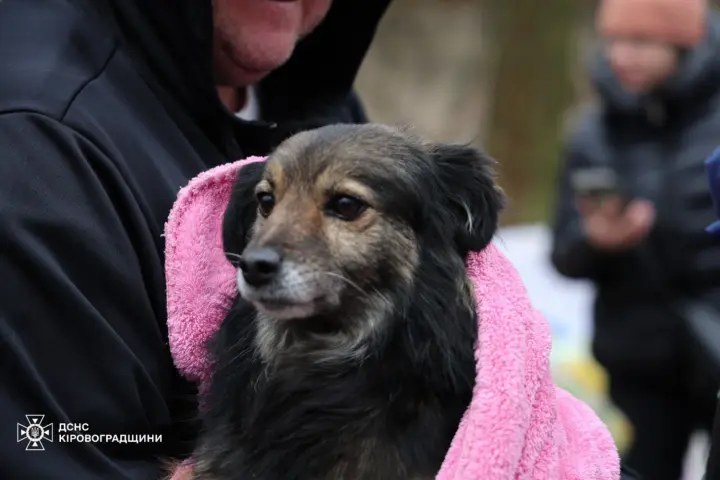 In Kropyvnytskyi, a rescue operation at an animal shelter continues for the second day