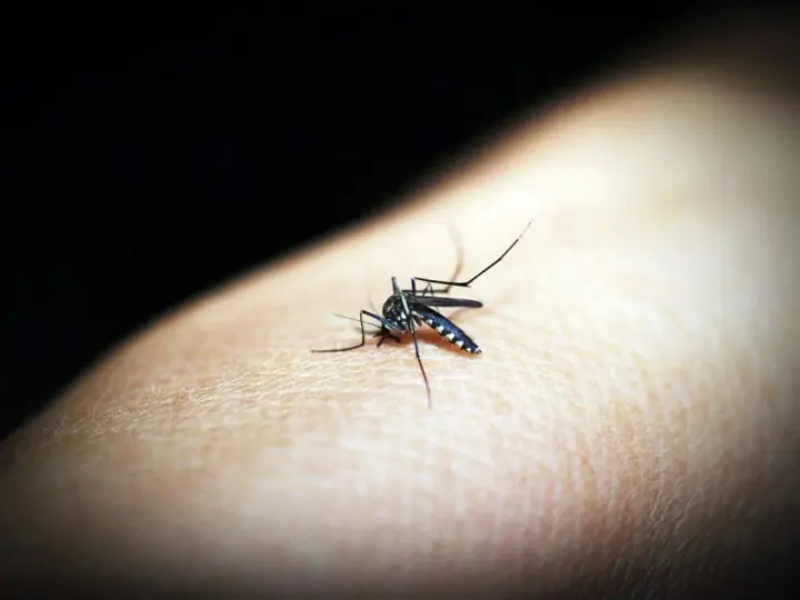 Two women in Lviv region diagnosed with tropical malaria after vacationing in Zanzibar
