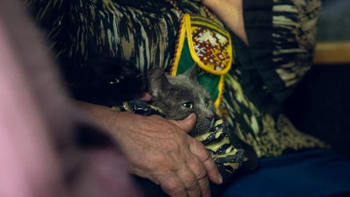 Понад 130 тис. українців евакуйовано за рік, житло потрібне 4,6 млн переселенців - віцепрем'єр