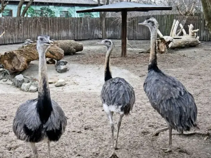 У Білій Церкві перевіряють можливе неналежне утримання страуса
