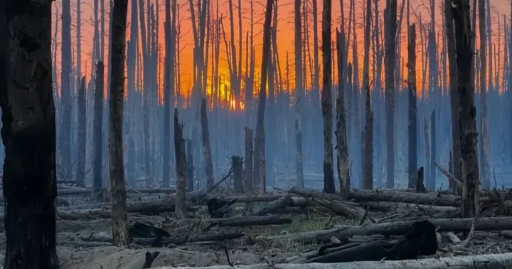 Окружающая среда и война: что происходит с украинскими лесами, степями и заповедниками
