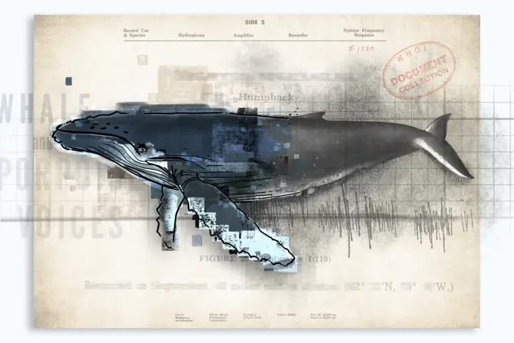 Вчені знайшли найстаріший у світі запис співу кита