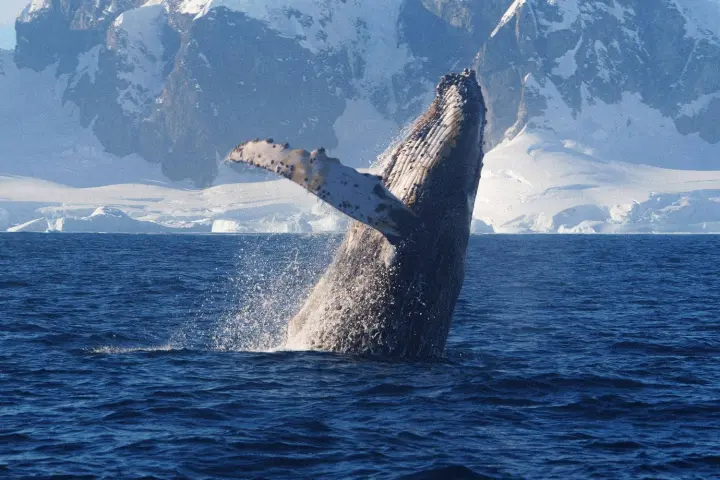 Горбатий кит влаштував "прощальне шоу" українськими полярниками - зробив понад 50 стрибків