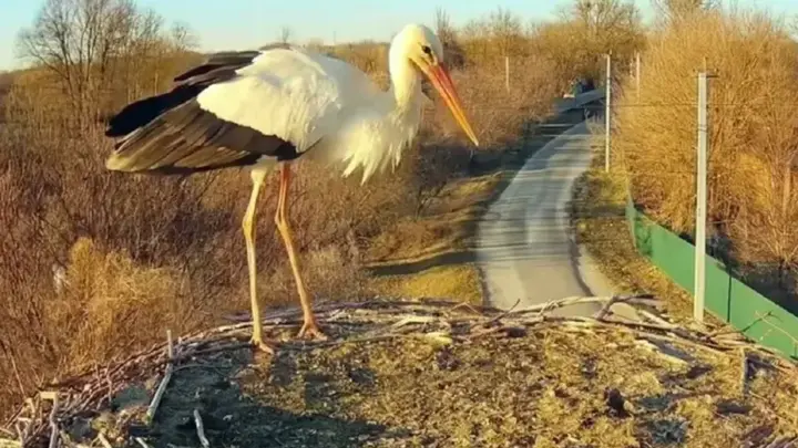 Перший лелека з’явився у гнізді Грицика та Одарки