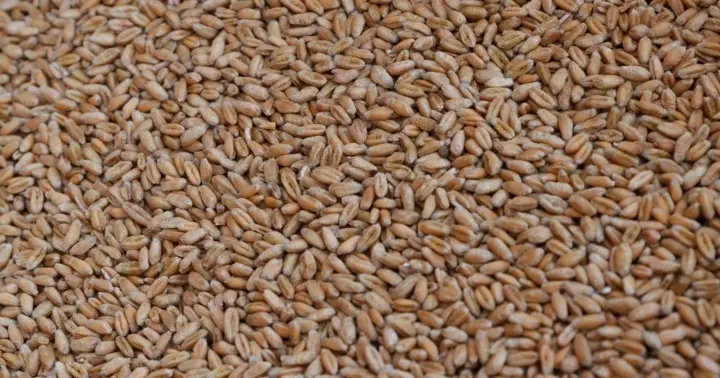 Russia stole 2 million tons of Ukrainian grain last year and sold it in Africa, Asia, and Europe - Sybiha