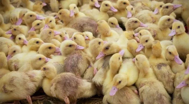 In the Czech Republic, a farm with 10,000 ducks is being liquidated due to bird flu