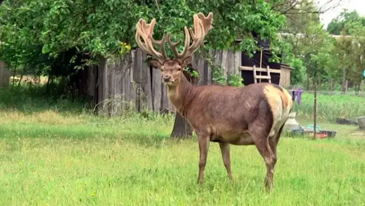 A veterinarian spoke about the condition of Boris the deer, who was hit by a car in Rivne region the day before