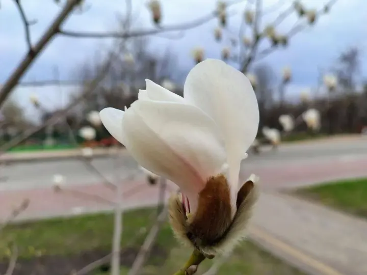 В Киеве расцвели первые сакуры и магнолии