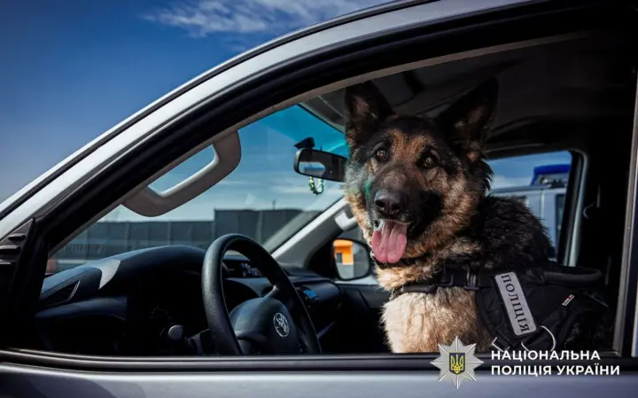 Almost 900 dogs serve in the police force - details of their work revealed