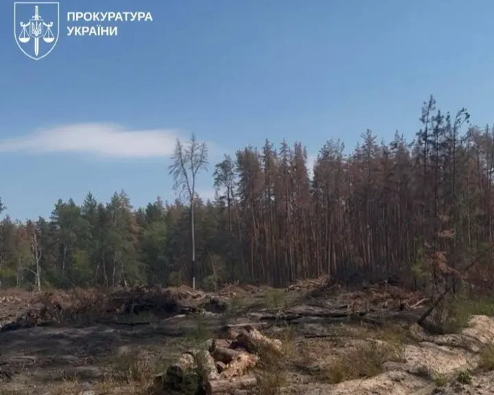 Во Львовской области разоблачили схему вырубки леса на 103 млн грн, подозреваемый депутат - Генпрокурор