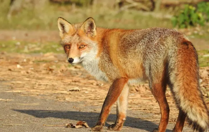 Сказ в Україні - людям пояснили, що робити після укусу чи подряпини тварини