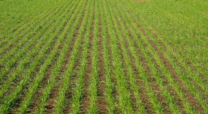 В Украине повреждения озимых достигают 12%, косточковых культур – до 51%