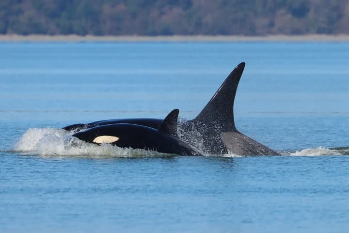 Three killer whales, previously unrecorded in the area, were spotted in Seattle; they are likely from Alaska