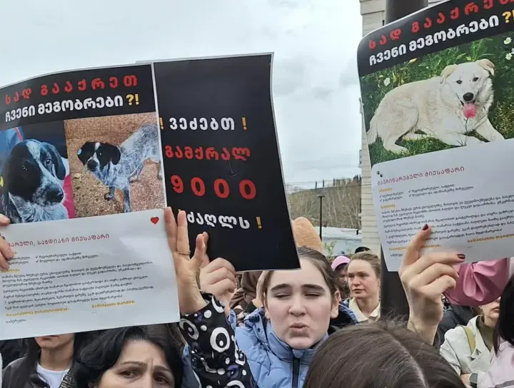 A large-scale protest against the brutal stray dog culling program took place in Georgia