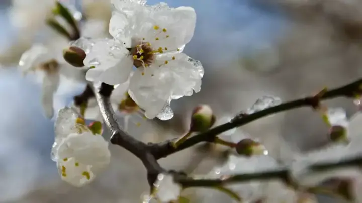 В Украину идут заморозки и штормовой ветер, есть угроза для плодовых деревьев