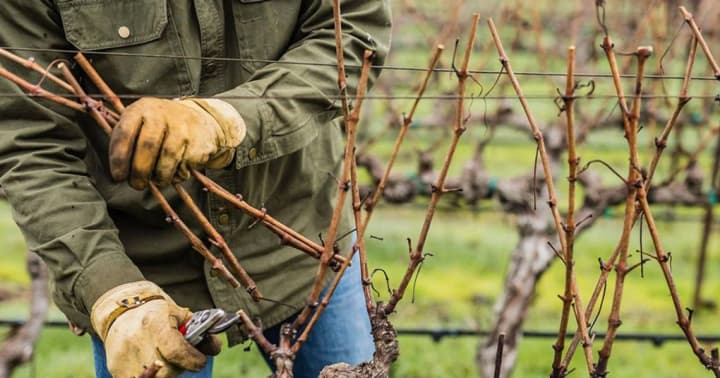 Як правильно обрізати виноград навесні та восени, щоб отримати щедрий урожай