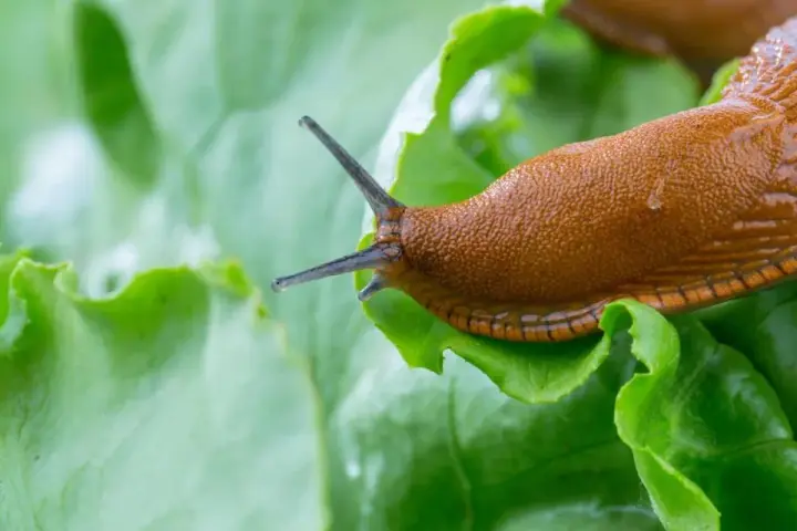 How to get rid of slugs in the house, basement, and garden