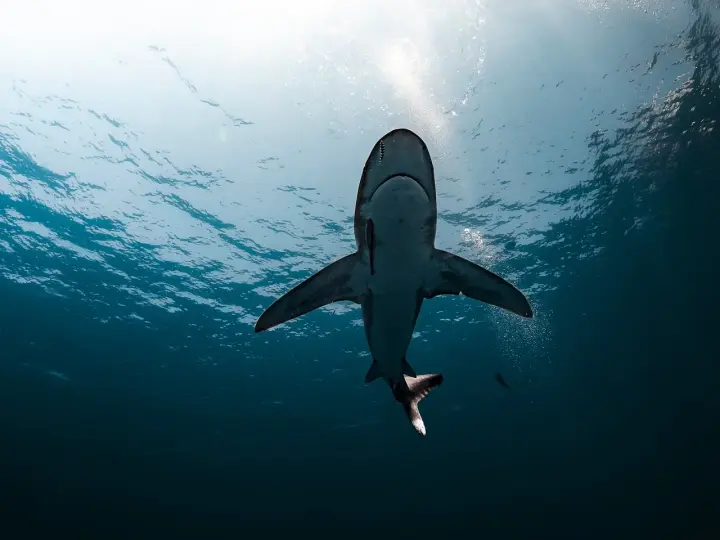 Man dies after shark attack in Western Australia – media